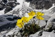 Papaver rhaeticum